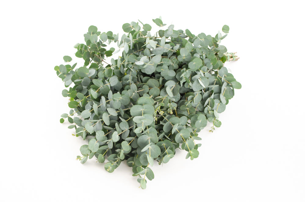 Eucalyptus Gunny