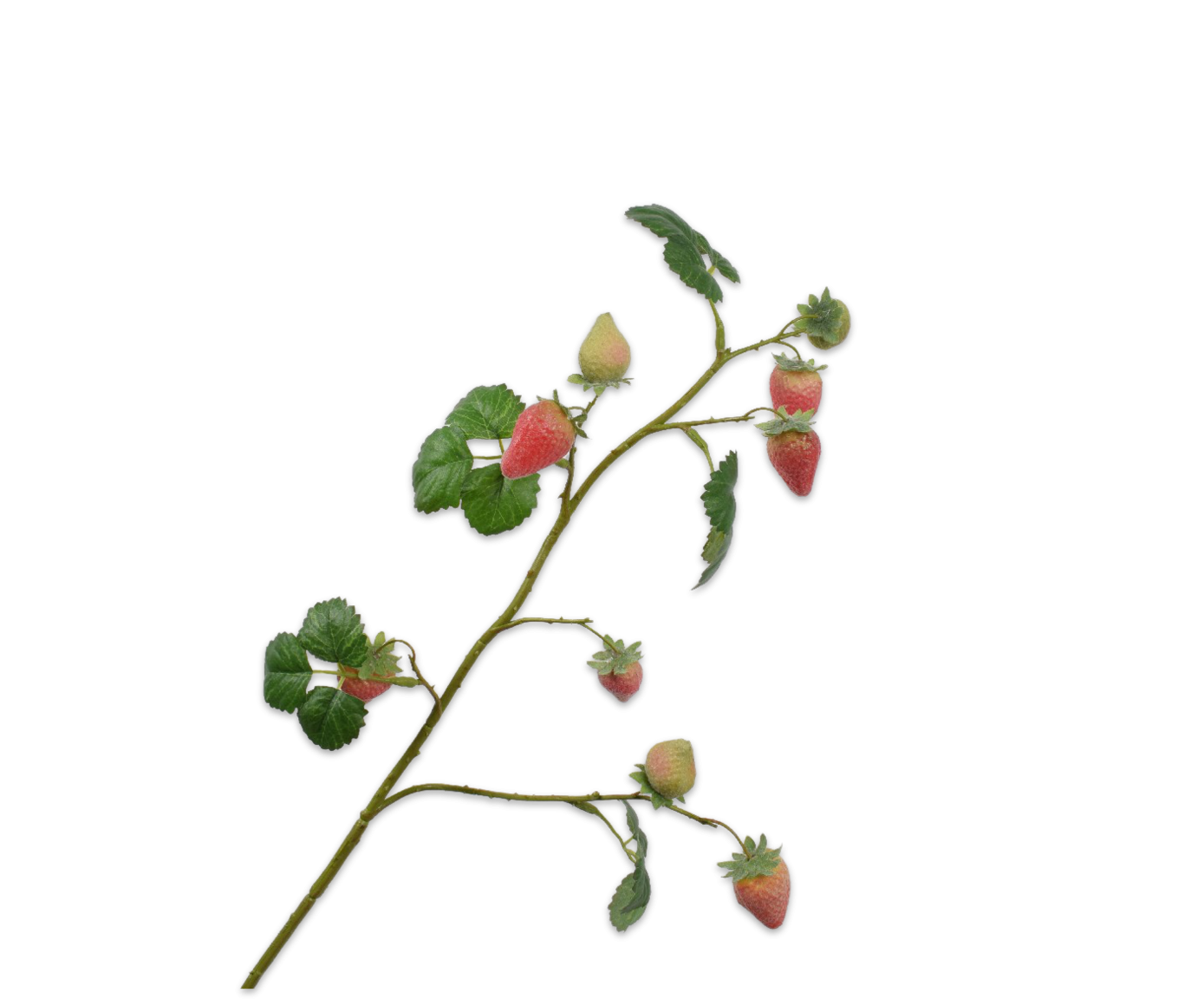 Kornblomst sort / Silkeblomst 65 cm.