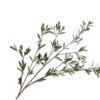 Olive Spray, Grøn 130cm / Silkeblomster
