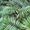 Chamaedorea elegans Chicoblad