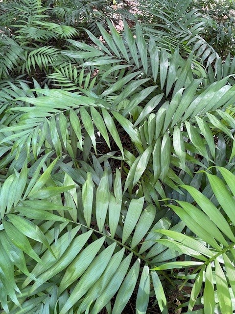 Chamaedorea elegans Chicoblad