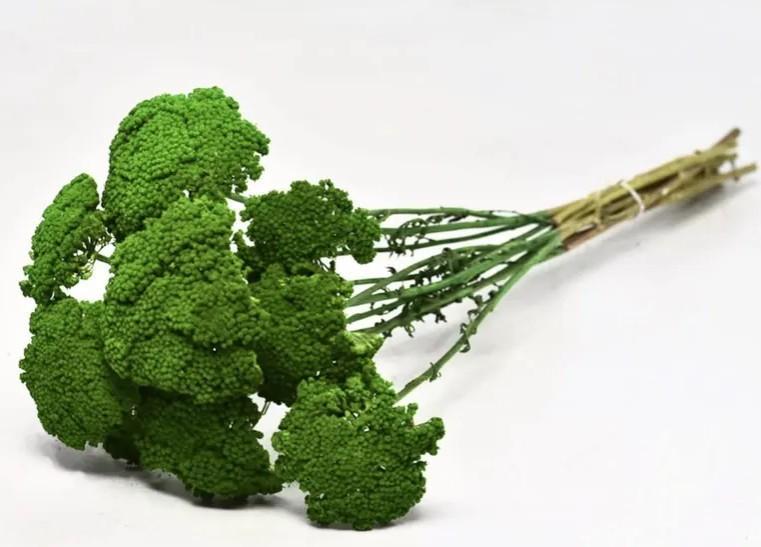 Achillea Tørret
