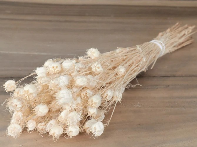 Nigella Bleached