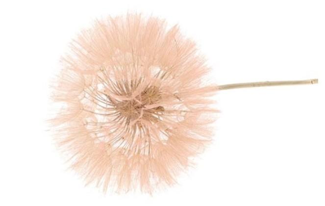 Stem Dandelion 5 stk