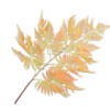 Bregne Spray / Silkeblomst