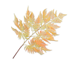 Bregne Spray / Silkeblomst