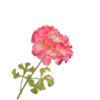 Ranunculus Spray, Beauty 59cm / Silkeblomster