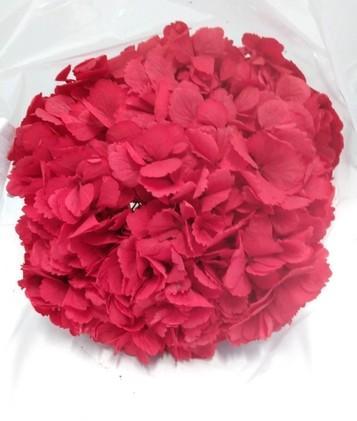 Hortensia Præserveret XL Red01 / Ø20-25