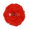 Rose XXL Præserveret