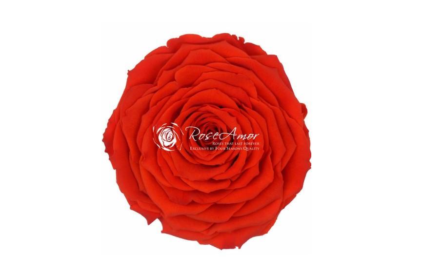 Rose XXL Præserveret