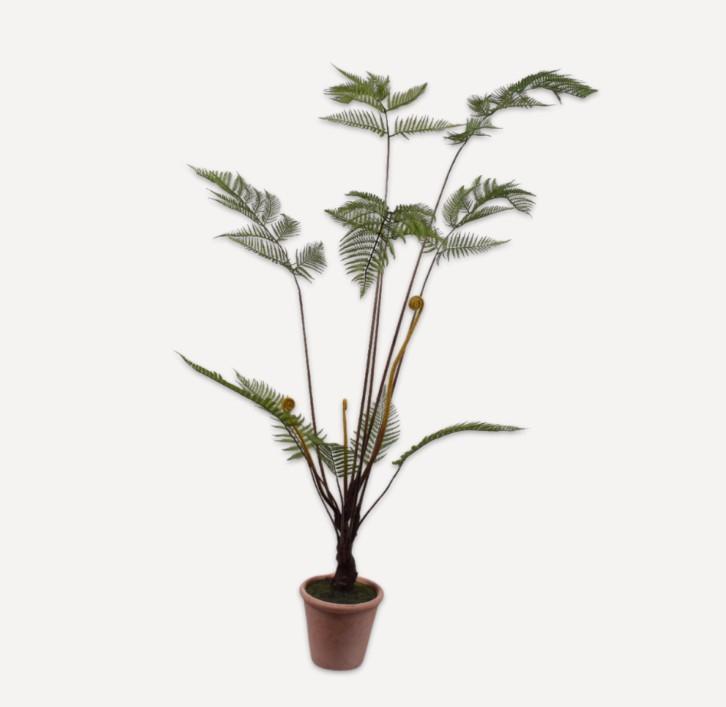 Bregne grøn Silkeblomst 150 cm.