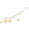 Stem Lisianthus 63 cm / Silkeblomst