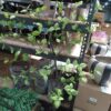 GRØN PLANTE 250 CM