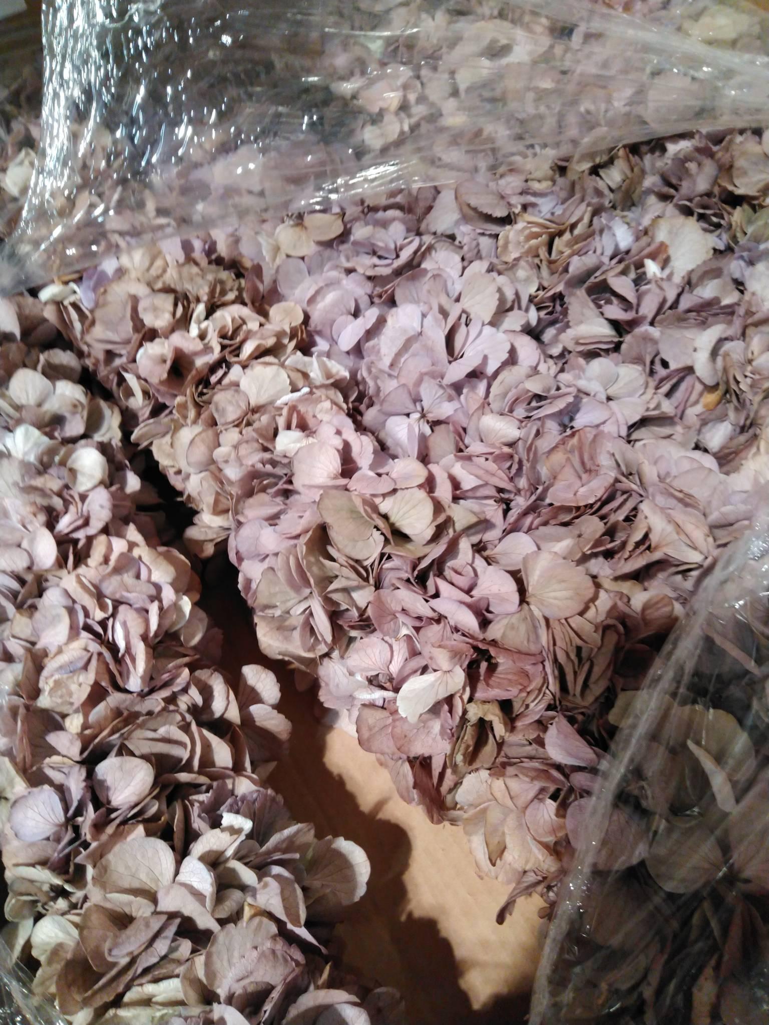 Hortensia Præserveret
