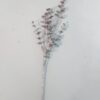 Eucalyptus / Silkeblomst