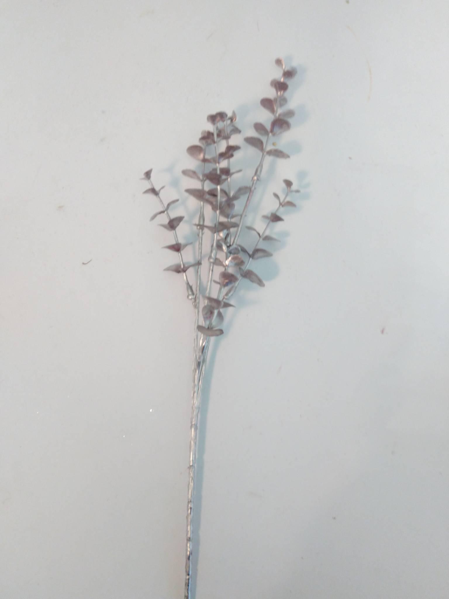 Eucalyptus / Silkeblomst