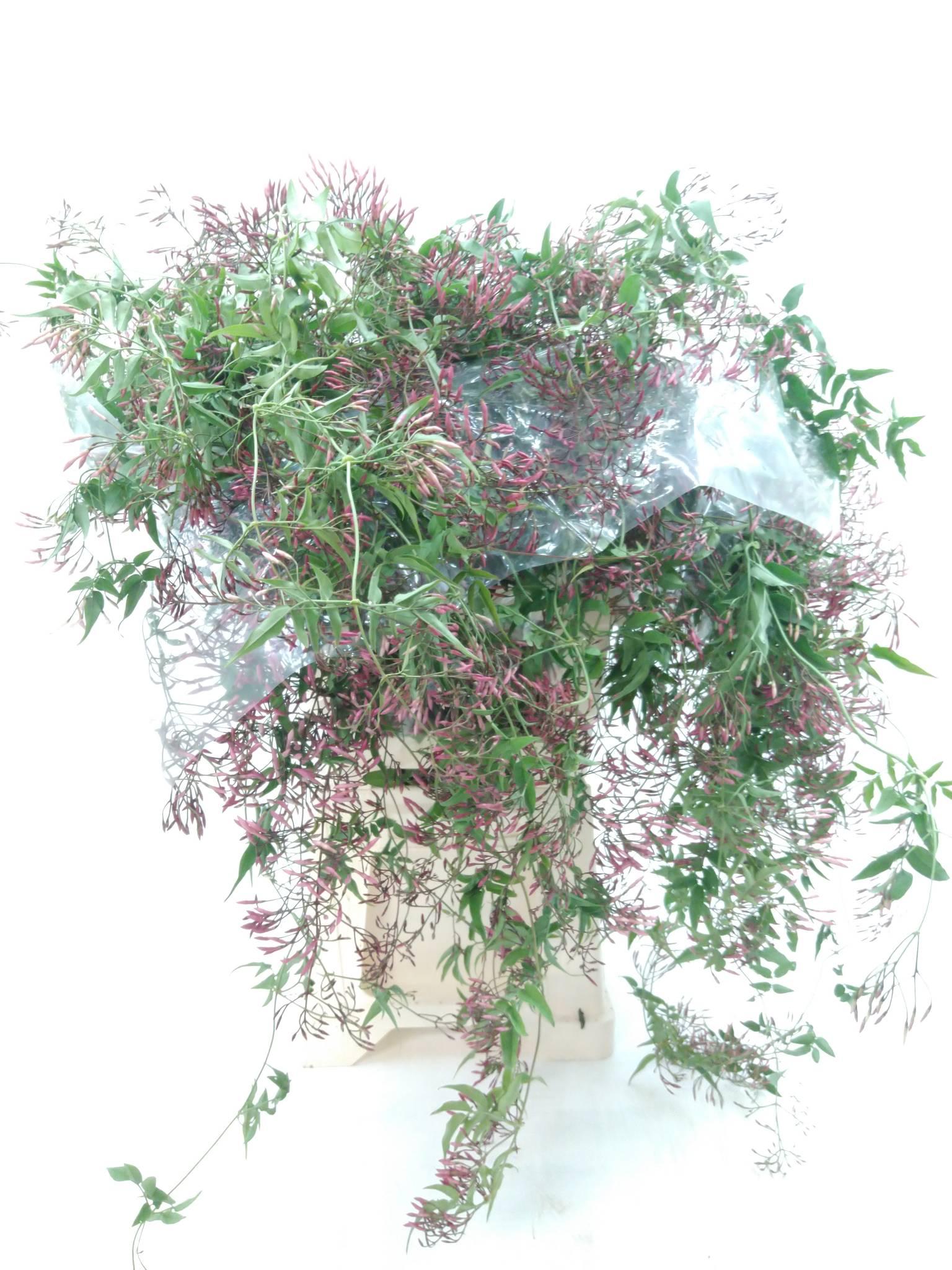 Jasmin
