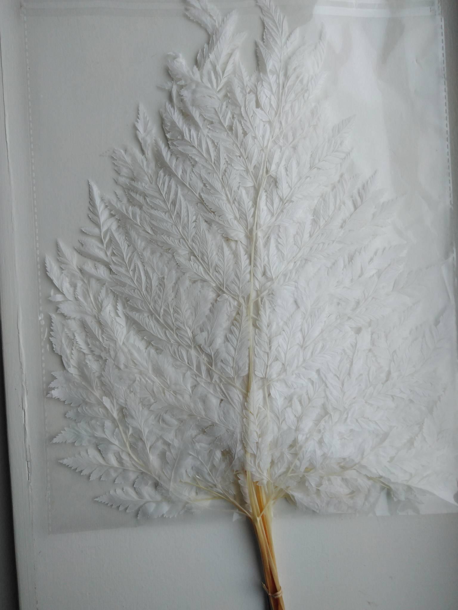 Leather Fern Præserveret