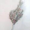 Gran-/Bærgren Dækket af Frost 38 cm.