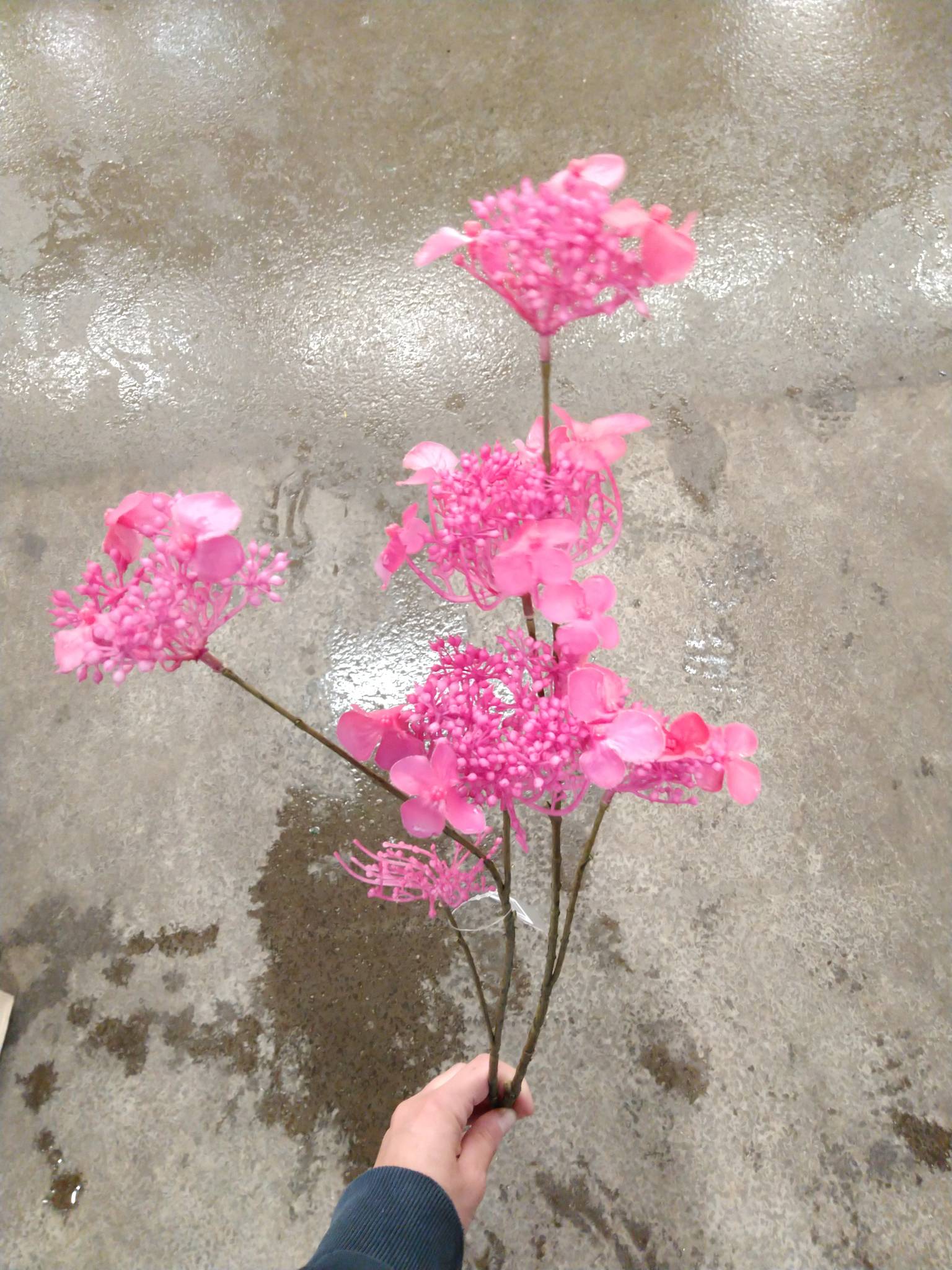 Kornblomst sort / Silkeblomst 65 cm.