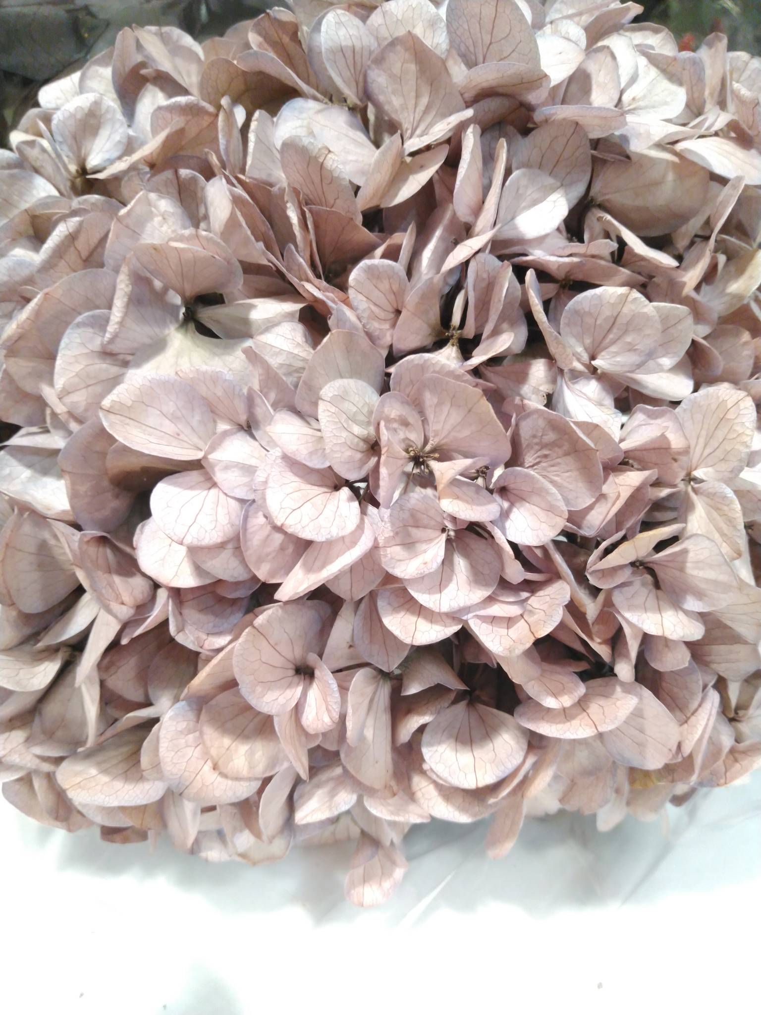 Hortensia Præserveret