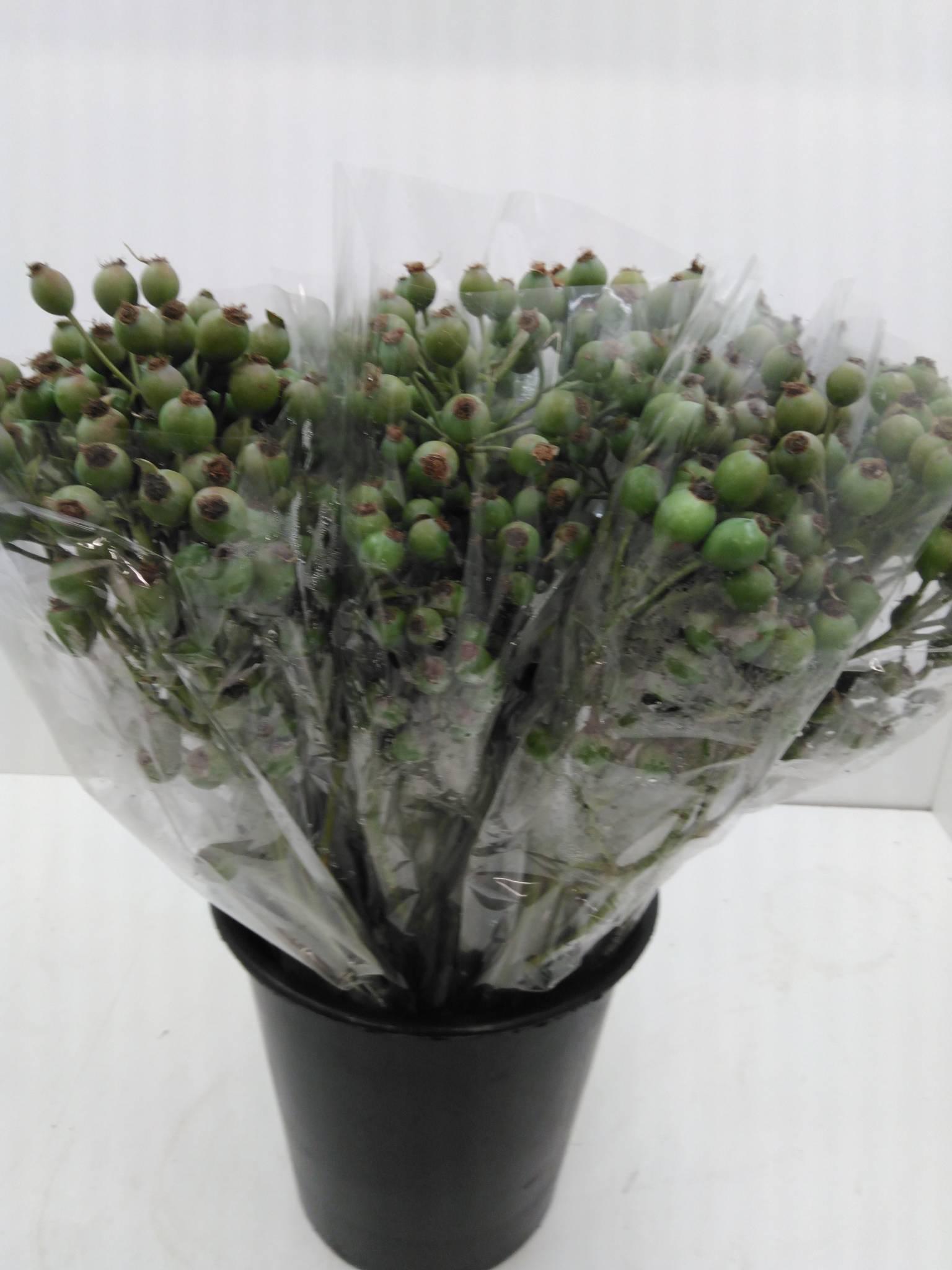 Fruttuosa Rose Berry