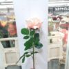 Rose /Silkeblomst