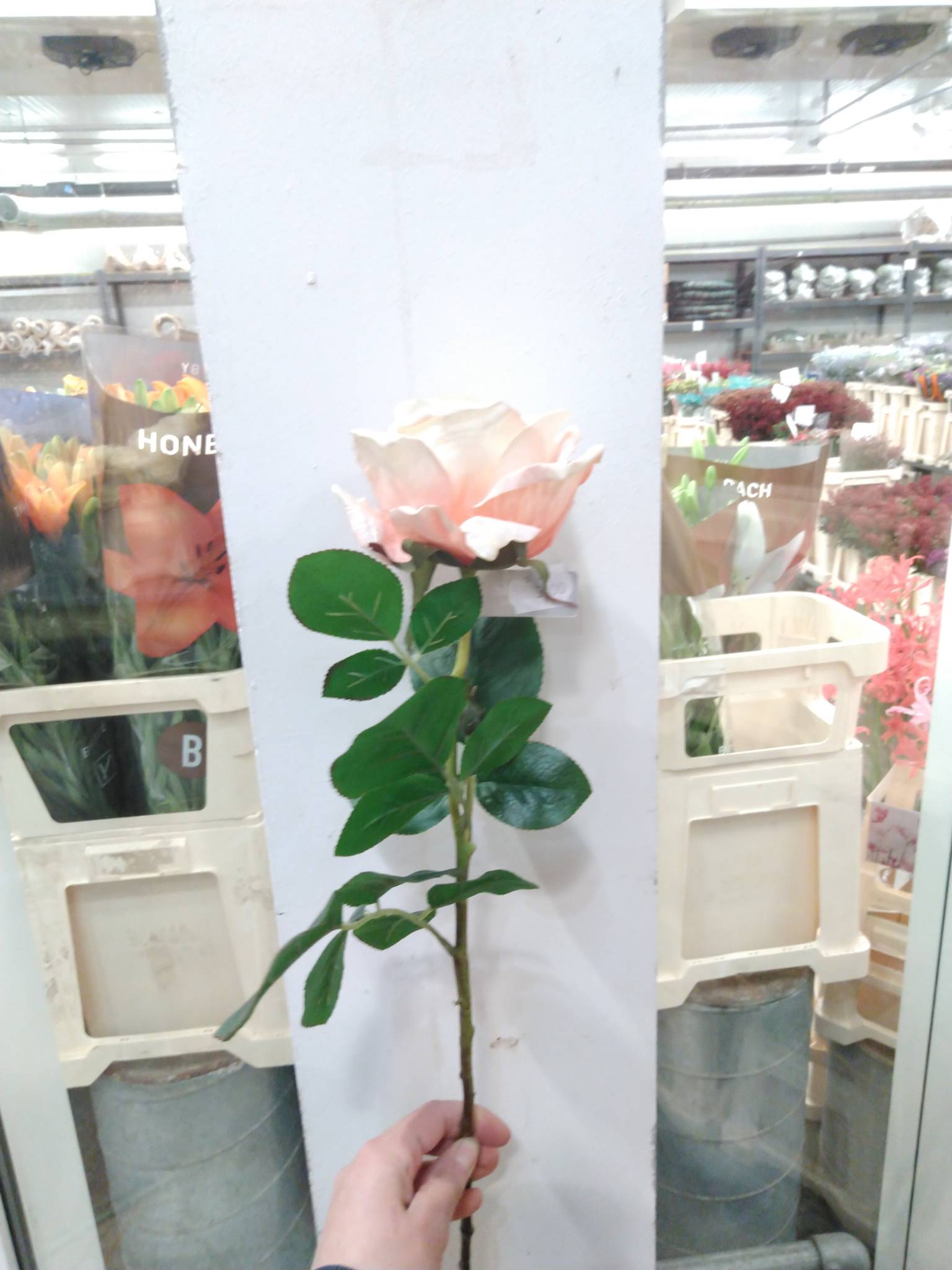 Rose /Silkeblomst