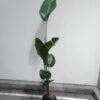 Strelitzia Augusta