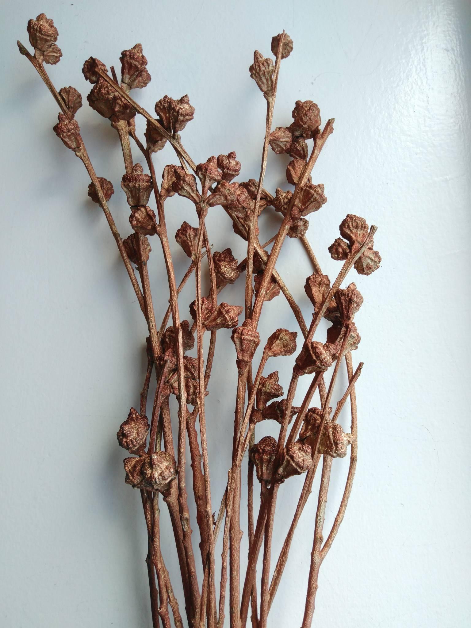 Eucalyptus