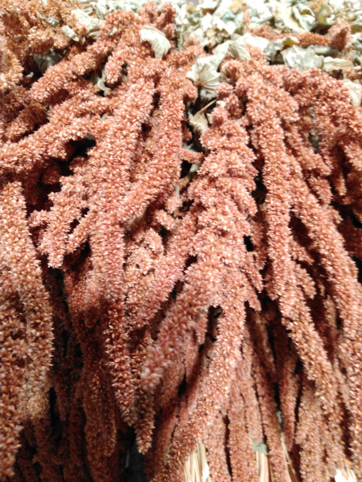 Amaranthus Natur Tørret