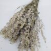 Delphinium Tørret