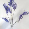 Bregne Blå /Silkeblomst