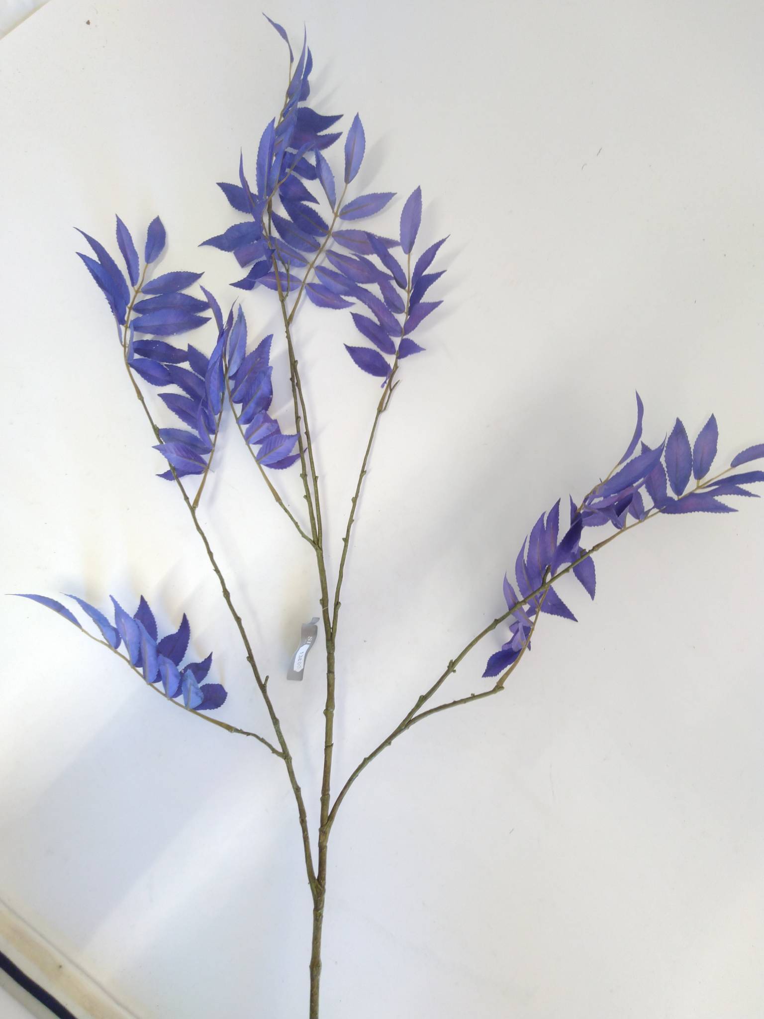 Bregne Blå /Silkeblomst