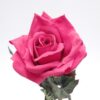 Rose / Silkeblomst