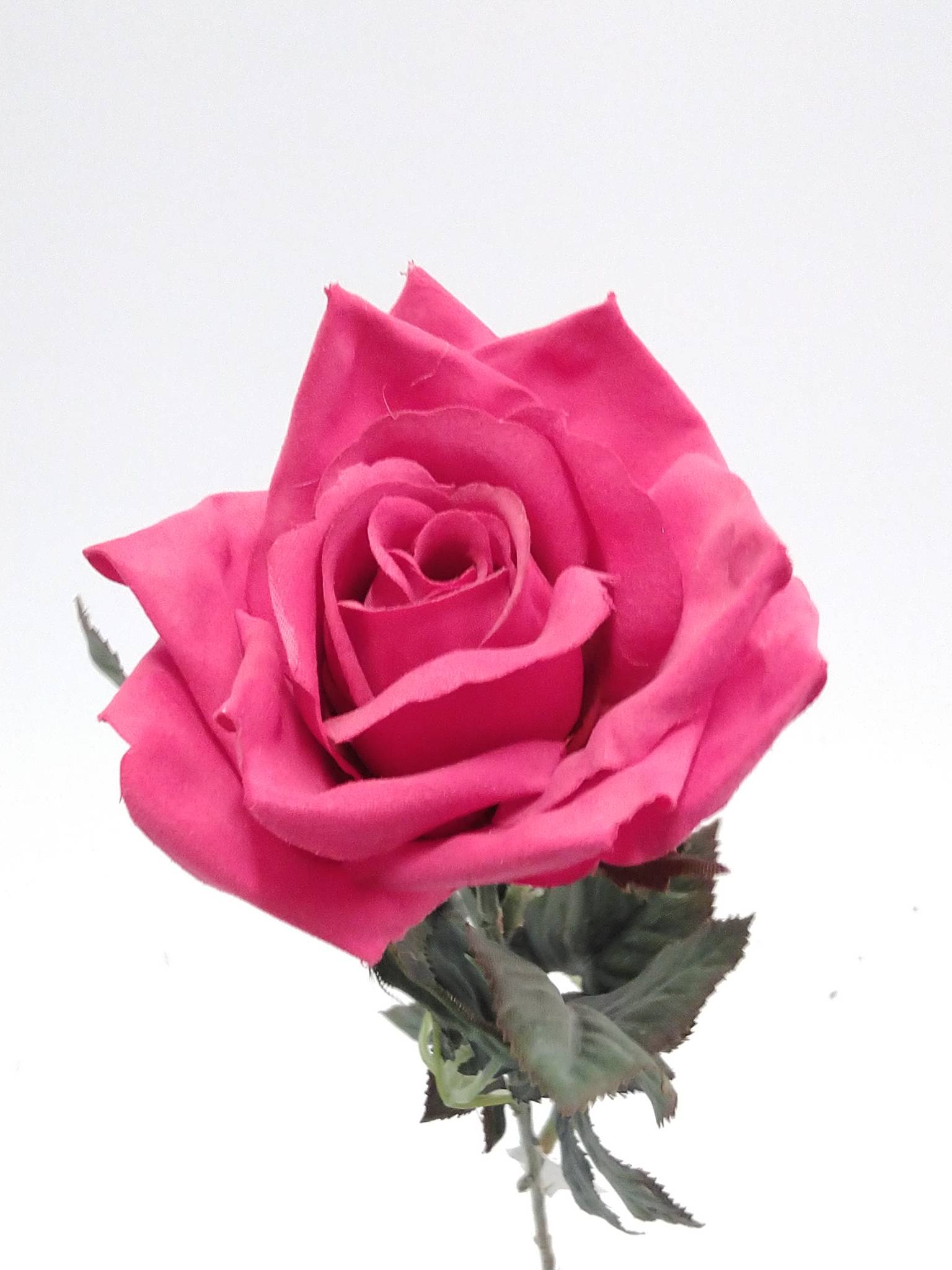 Rose / Silkeblomst