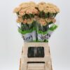Dianthus standaard Ambar
