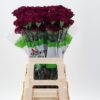 Dianthus standaard 'Golem'