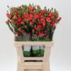 Dianthus tros overig