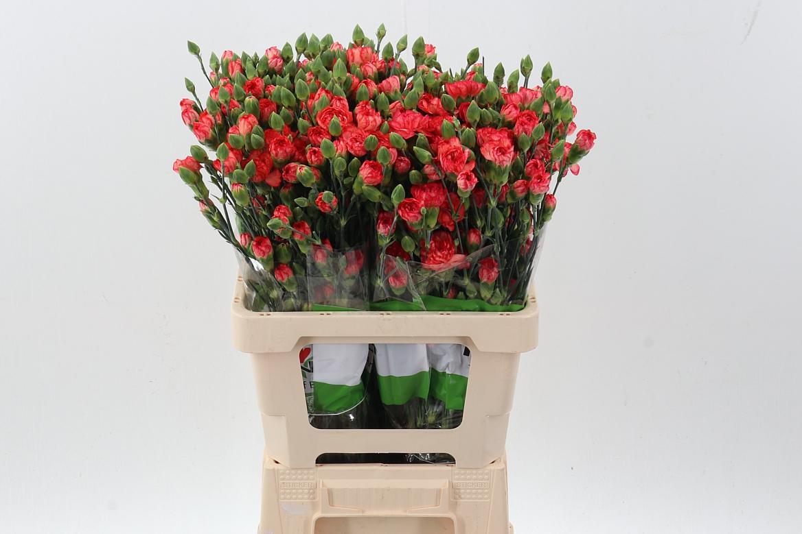 Dianthus tros overig