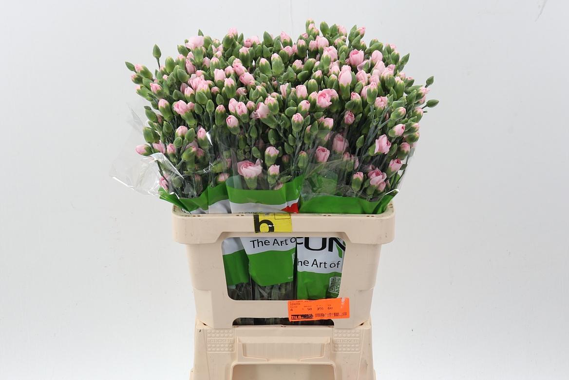 Dianthus tros overig
