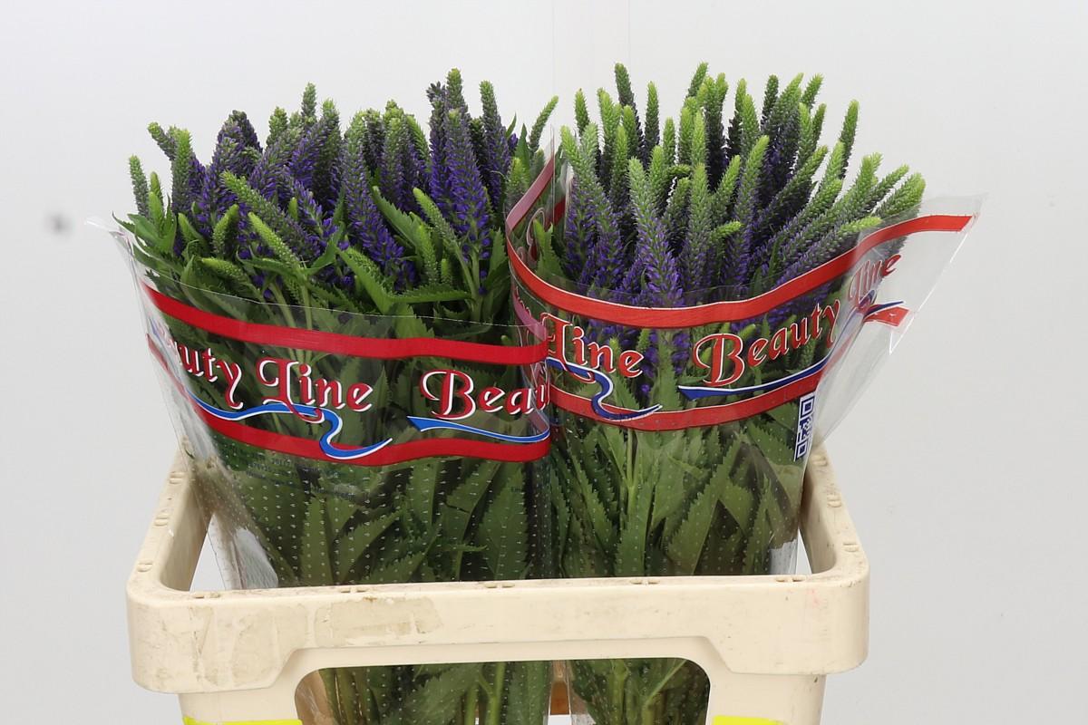 Snijbloemen overig