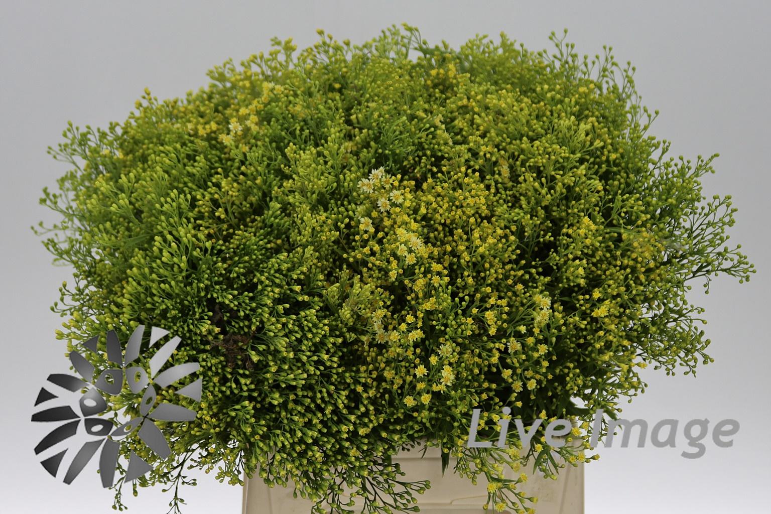 xSolidaster luteus 'Lemore'
