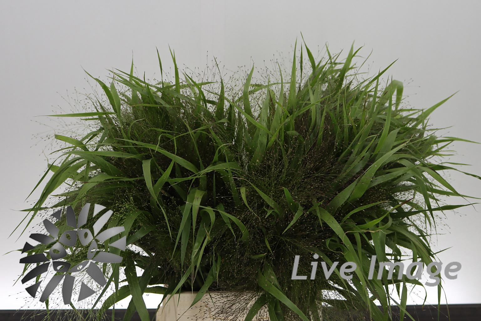 Panicum virgatum 'Fontaine'