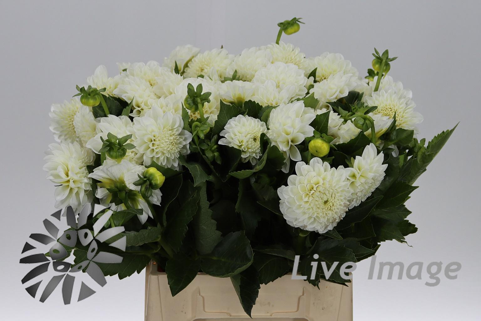 Dahlia (Ball Grp) 'Boom Boom White'