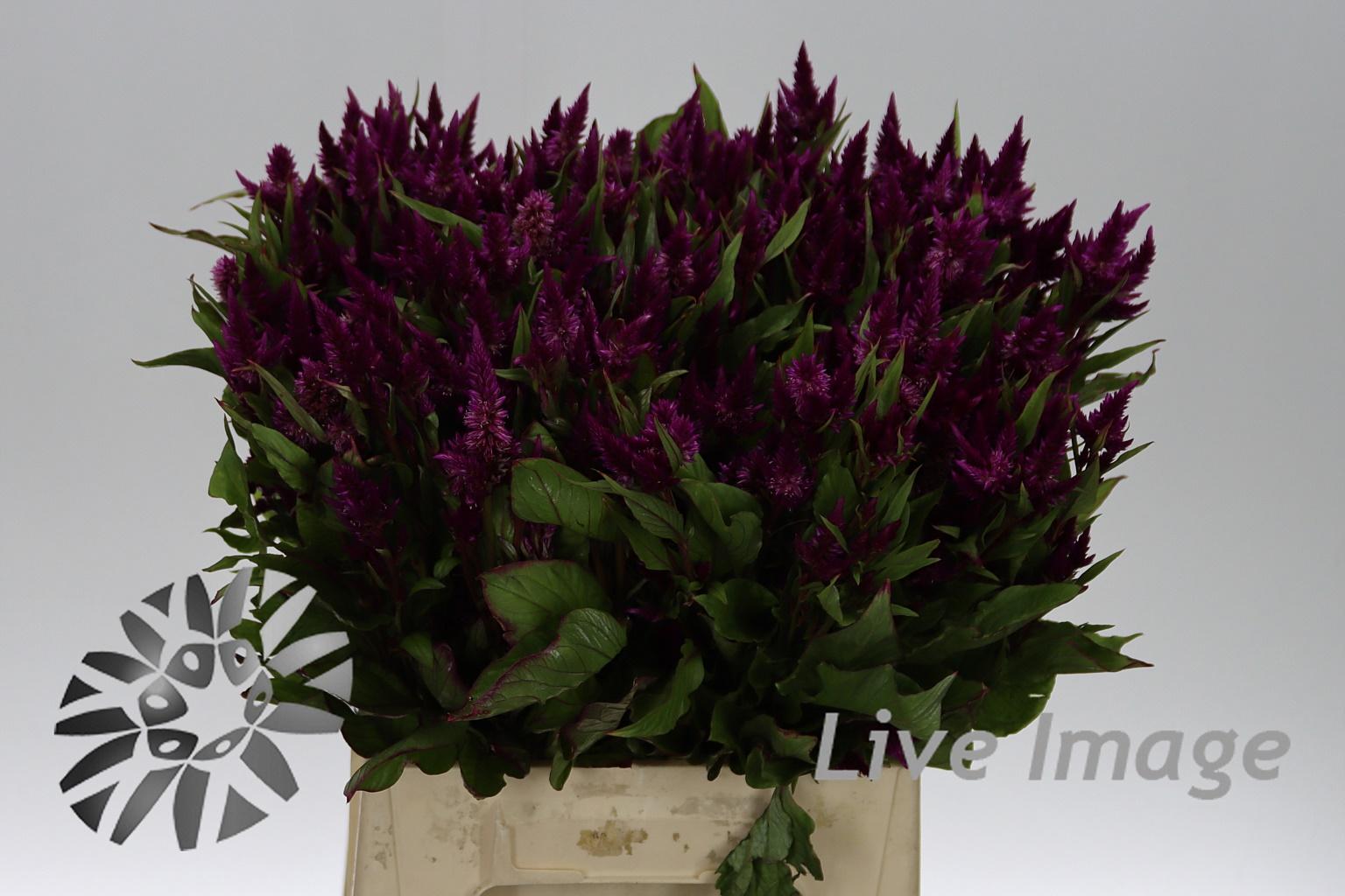 Celosia argentea Celway Purple