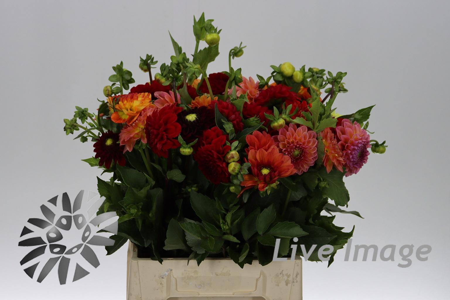 Dahlia gemengd