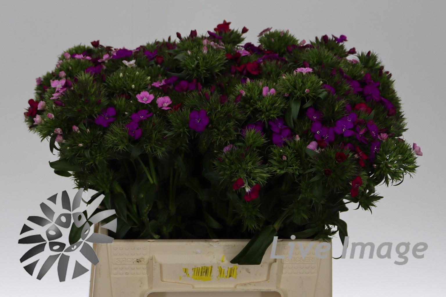 Dianthus barbatus gemengd in fust