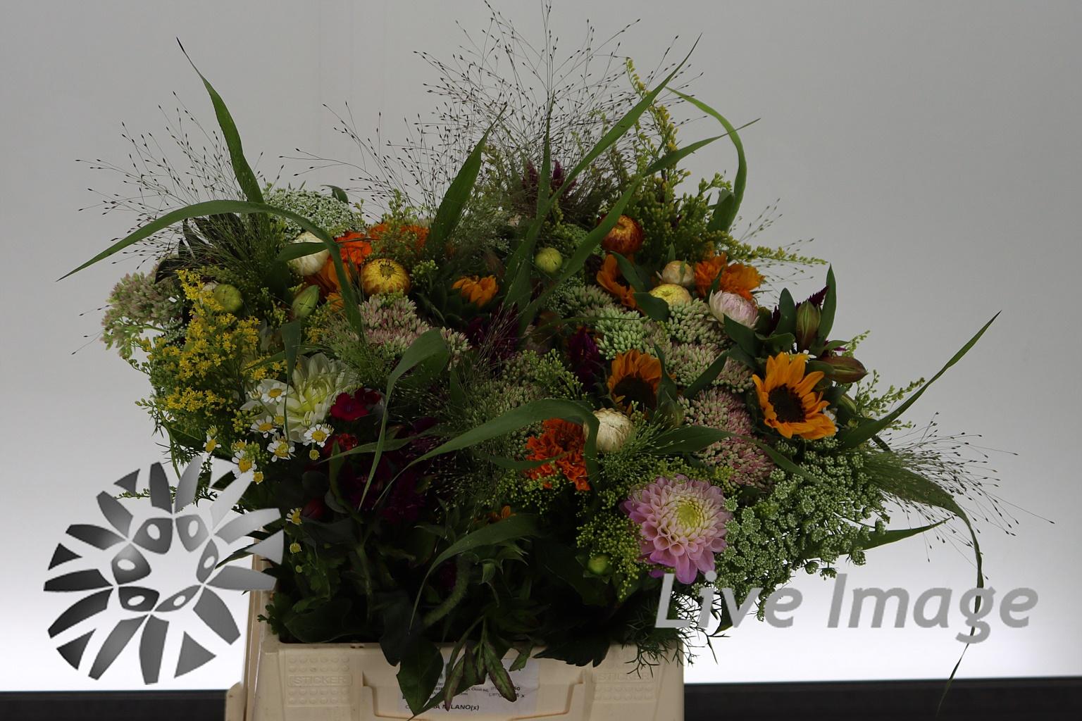 Zomerbloemen overig