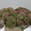 Sedum overig
